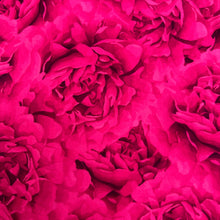 Hot Pink Floral Carnations Soft Leggings